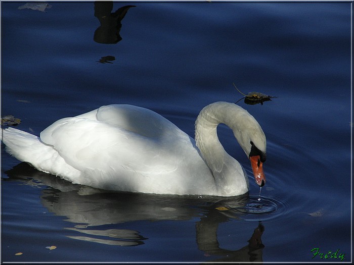 J'ai fait un cygne 20051015%20055