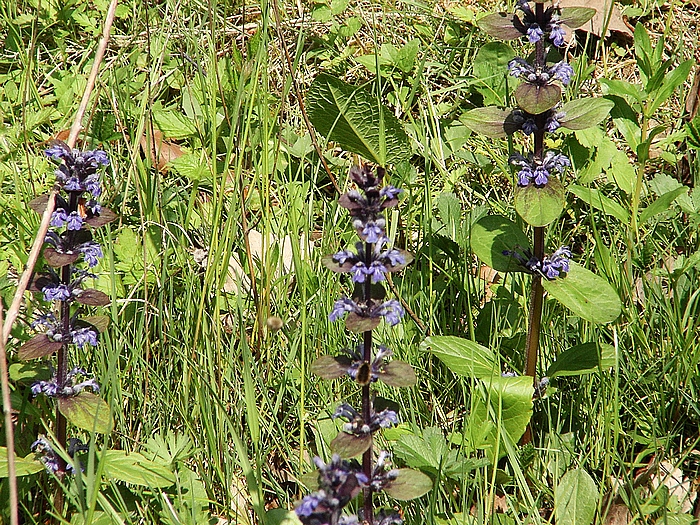 Les coteaux de Fourges 20060511_093