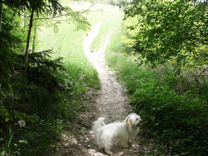 En forêt de Dreux 20060514_007