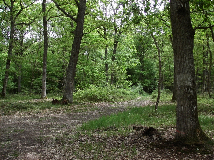 En forêt de Dreux 20060514_017