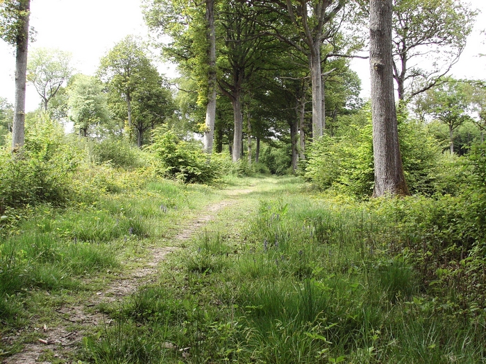 En forêt de Dreux 20060514_032