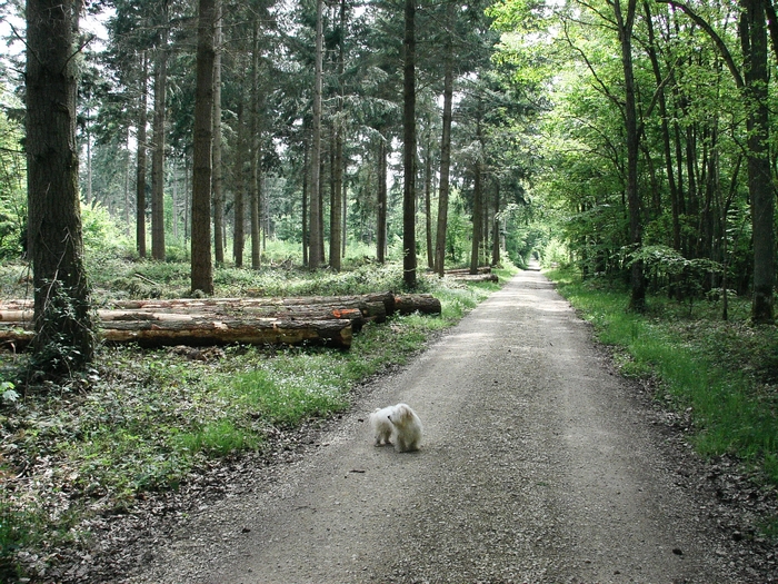 En forêt de Dreux 20060514_039