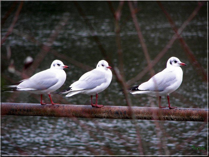 mouettes et autres oiseaux 20061231_034