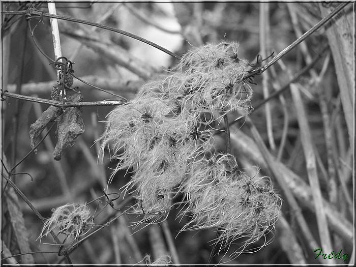 Croth, en noir et blanc 20070106_006