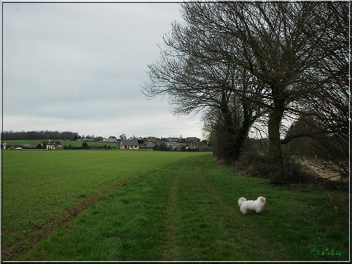 Courte balade près de Gouville 20070216_029