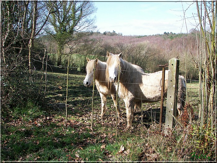 Le chemin de l'Abbesse 20070310_033