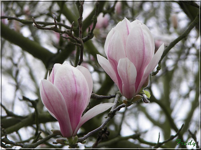 Quelques fleurs 20070317_015