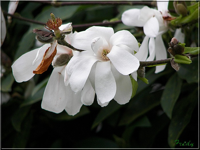 Quelques fleurs 20070317_023