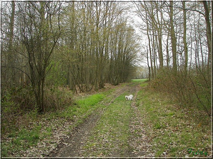 Champignolles, sous la pluie. 20070331_008