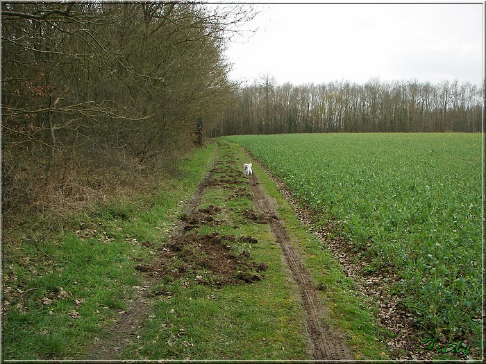 Champignolles, sous la pluie. 20070331_010