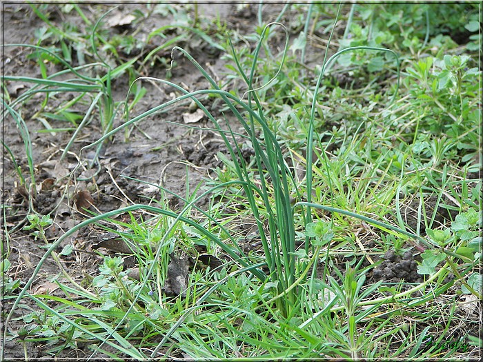 Champignolles, sous la pluie. 20070331_017