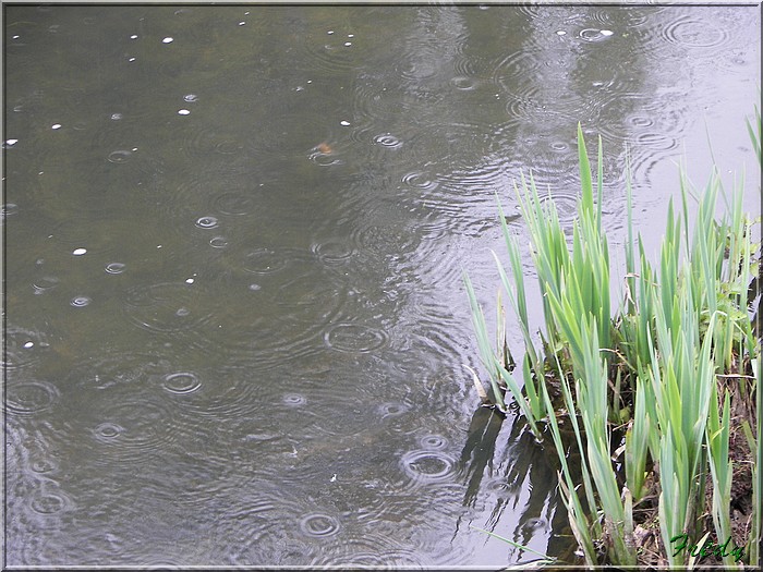 Champignolles, sous la pluie. 20070331_069