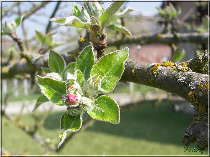 Les pommiers de mon jardin 20070414_004