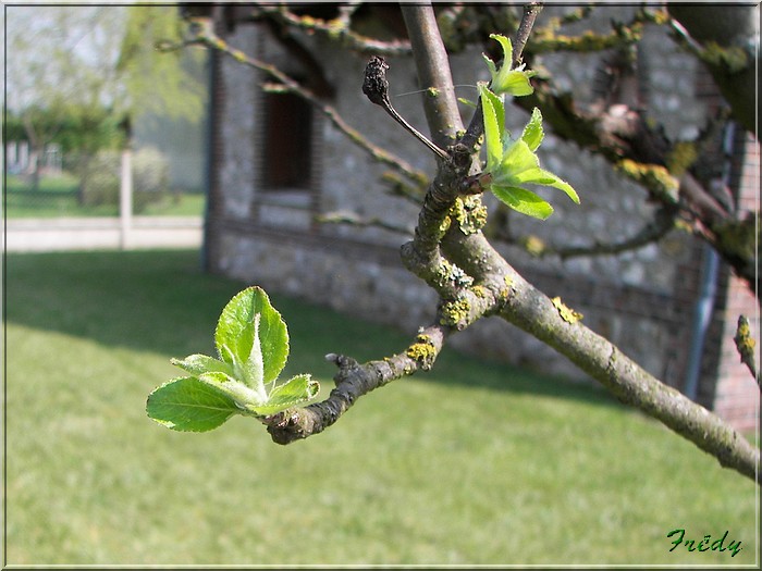 Les pommiers de mon jardin 20070414_011