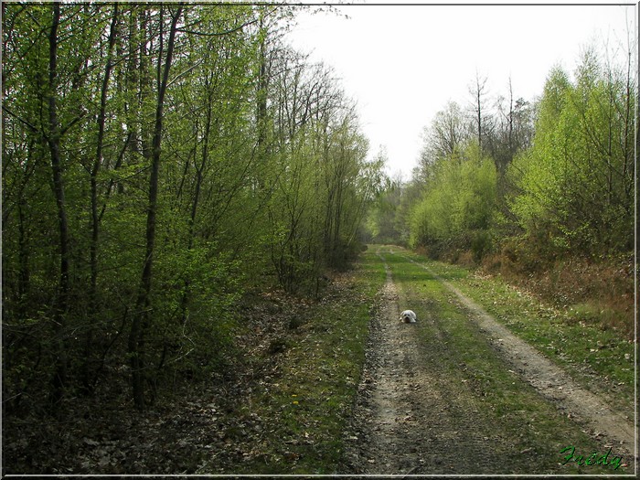 1er jour d'été, La Gaudrée 20070414_088