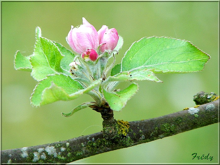 Les pommiers de mon jardin 20070427_015