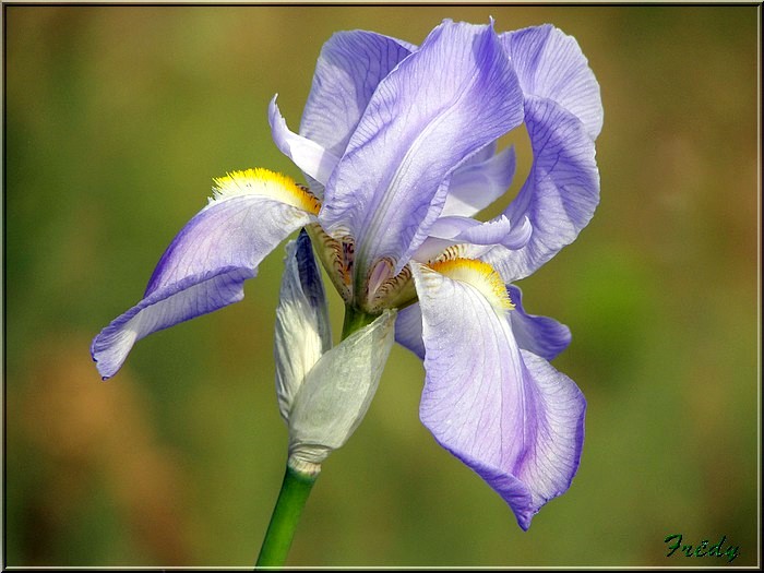 cadeau ,les iris au jardin 20070427_112