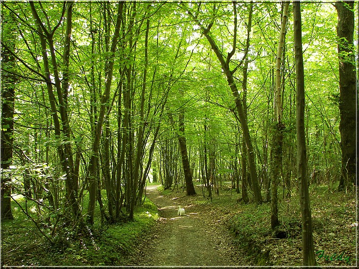 Ry, sur les traces de Madame Bovary 20070429_043