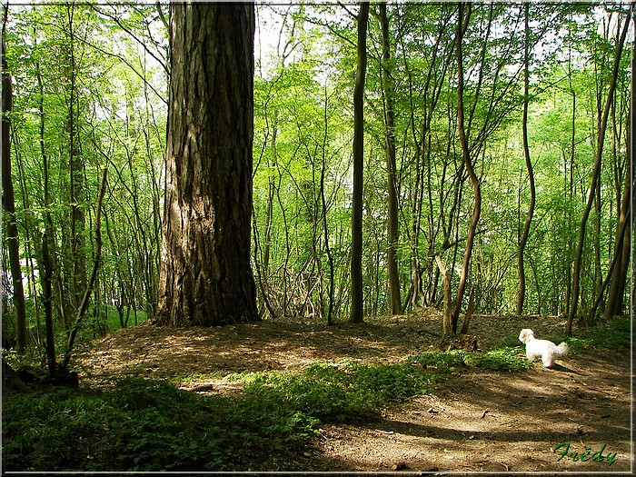 Ry, sur les traces de Madame Bovary 20070429_045