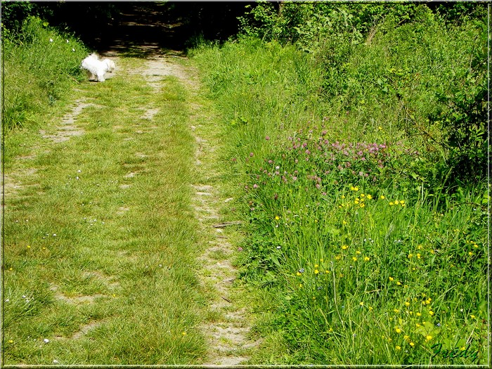 Courte balade à Damville 20070512_023