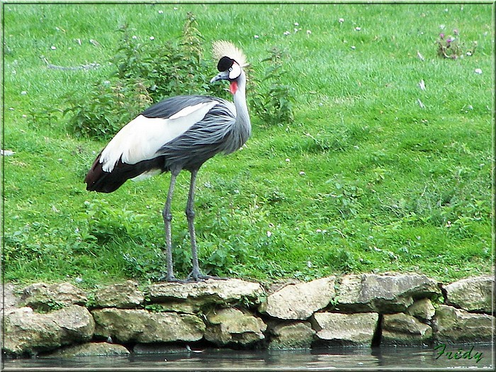 mouettes et autres oiseaux 20070707_193