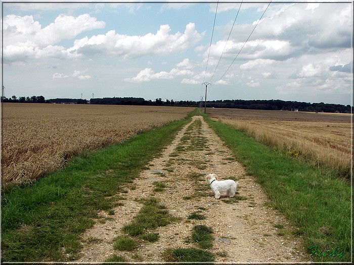 Circuit des Moissonneurs 20070719_020