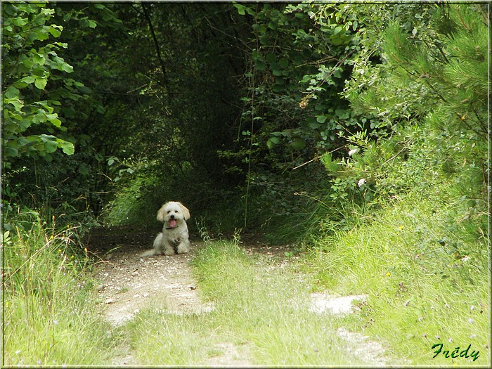 Les coteaux de Fourges 20070728_077