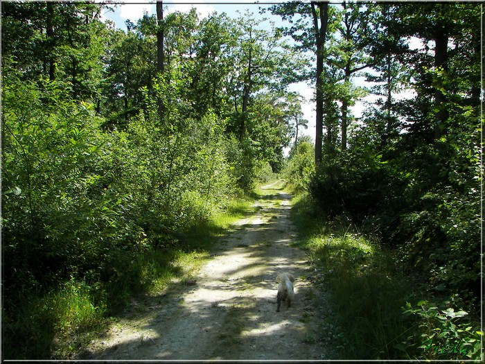 Cailly sur Eure 20070730_047