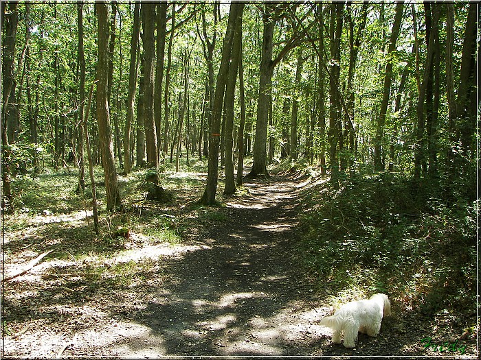 Dans la Forêt de Dreux 20070804_017