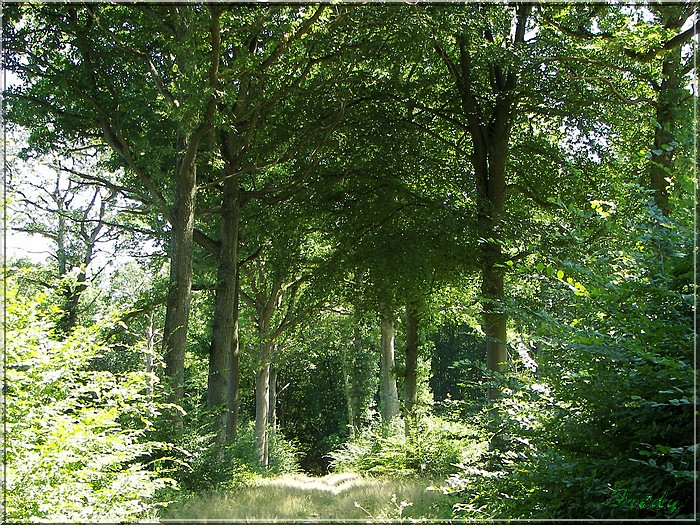 Dans la Forêt de Dreux 20070804_032