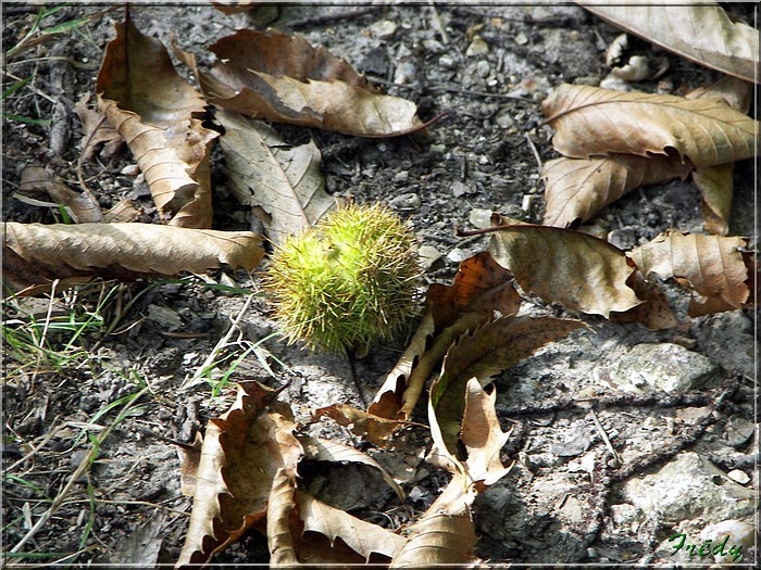 Les cloches de Corneville 20070916_025