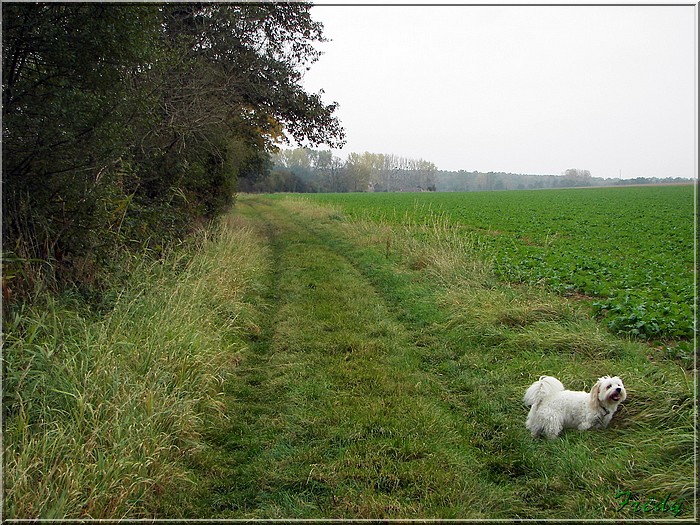 Petite balade de convalescence 20071026_008