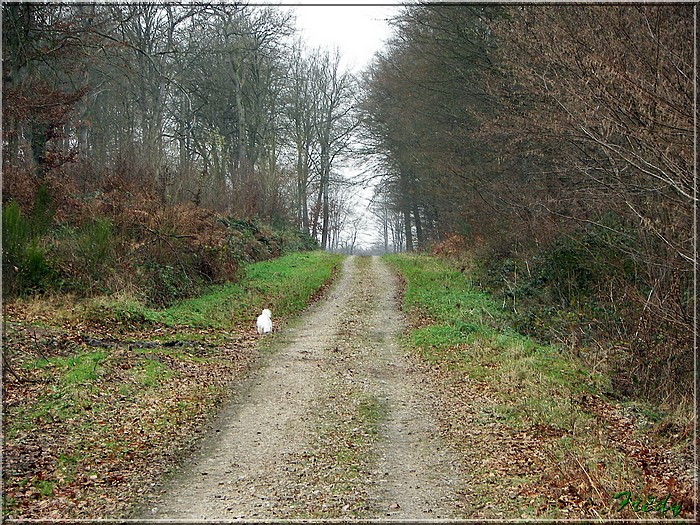 Courte promenade en forêt 20071214_001