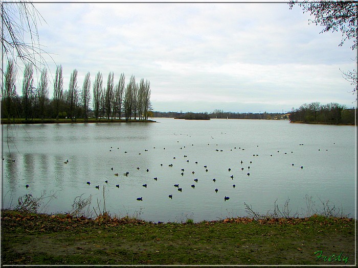 Au lac de Mézières et rencontre de Goliath 20080119_032