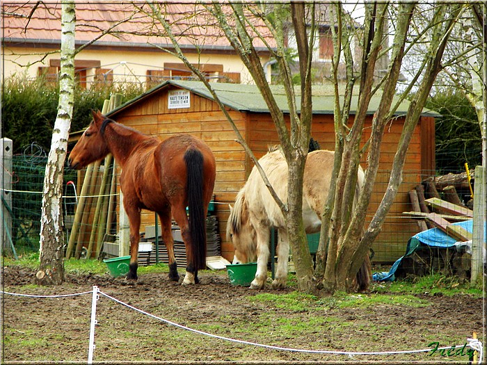 La Gaudrée 20080120_015