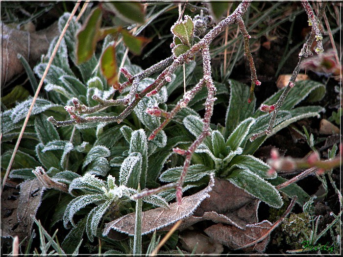 Le jardin en hiver 20080125_001