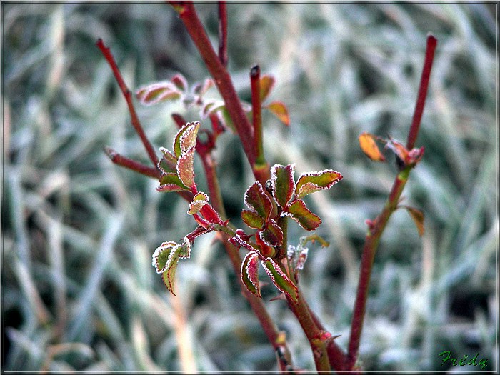 Le jardin en hiver 20080125_003