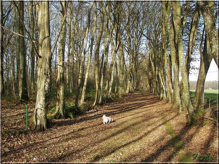 Au Champ de Bataille 20080126_002