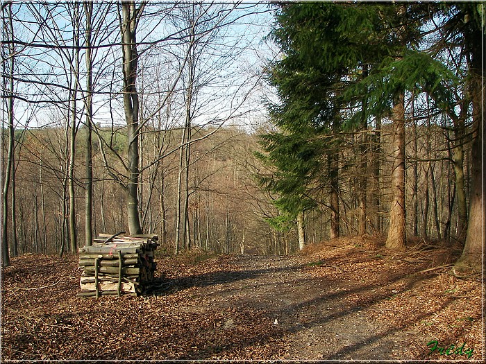 Le chemin des séquoias 20080209_023