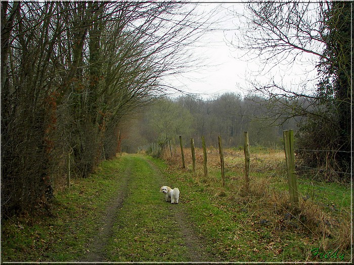 Le sentier de Pierre Ronde (Beaumesnil) 20080221_039