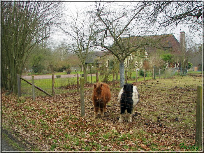 Le sentier de Pierre Ronde (Beaumesnil) 20080221_055