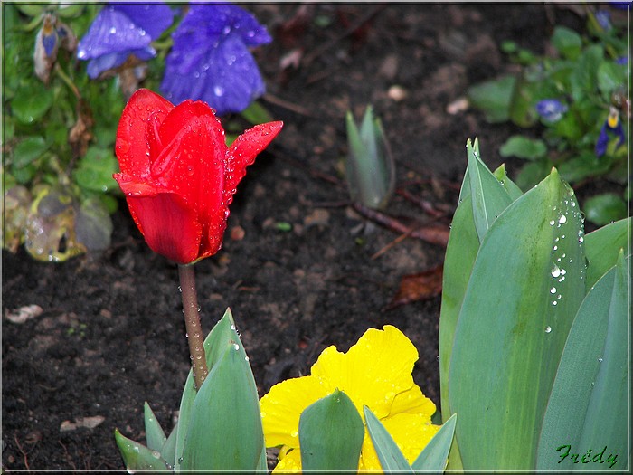 Première tulipe 20080228_009