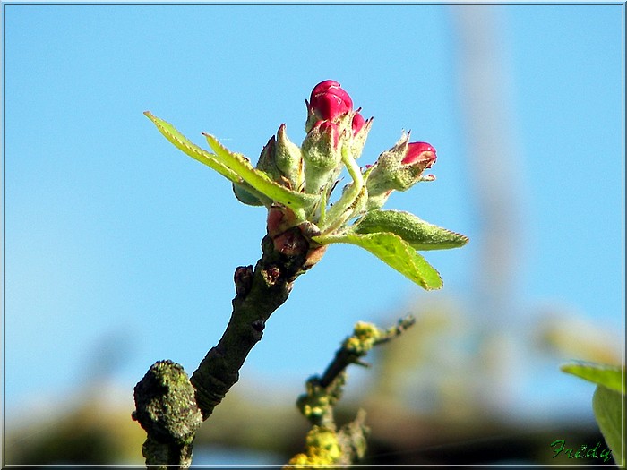 Petit tour au jardin 20080425_027