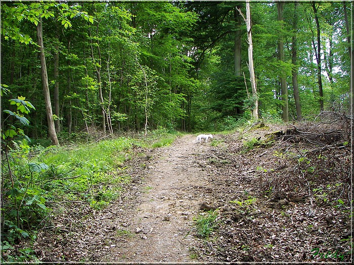 Lyons la Forêt : La Fontaineresse 20080512_033