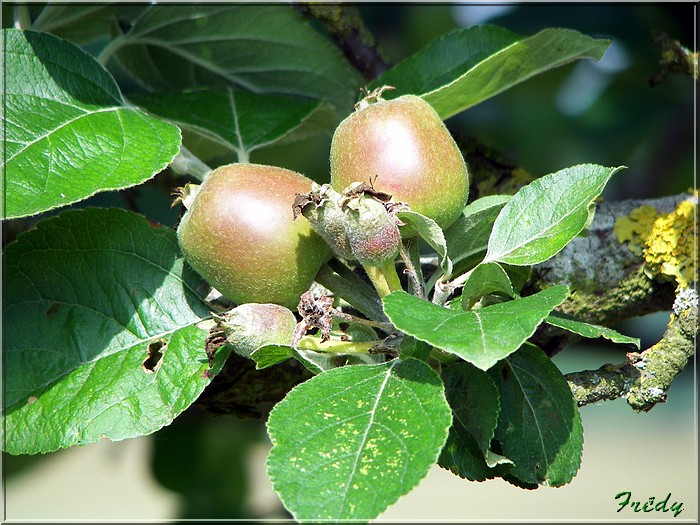 Dans les pommes 20080608_002