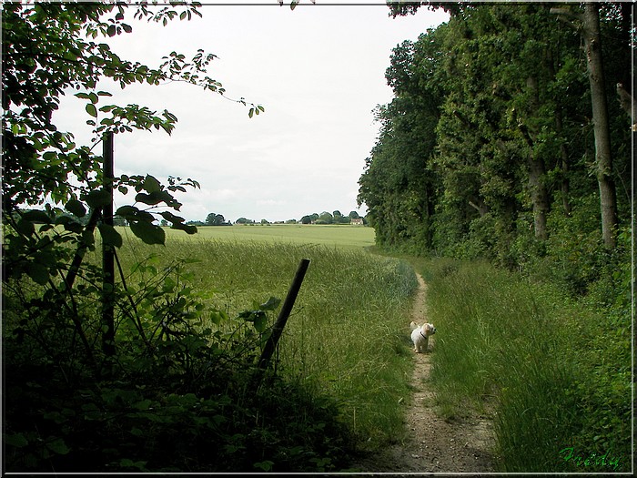 La Forêt de Rosny 20080615_009