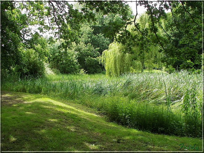 La Forêt de Rosny 20080615_014