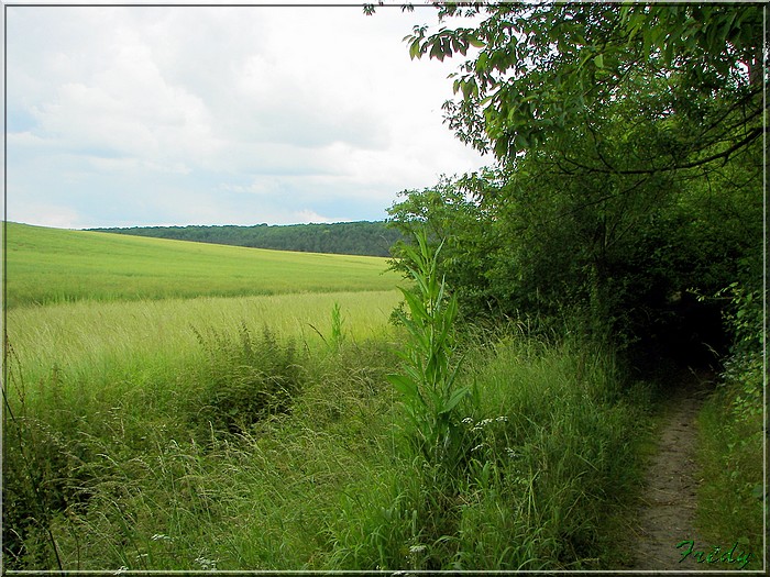 La Forêt de Rosny 20080615_021