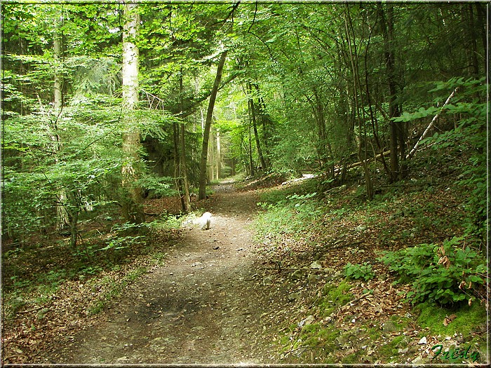 La Forêt de Rosny 20080615_034