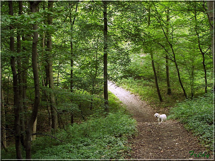 La Forêt de Rosny 20080615_037